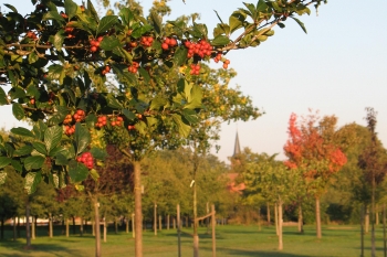 Baumpark Thedinghausen