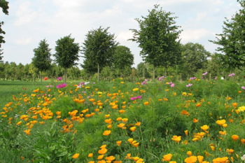 Baumpark Thedinghausen