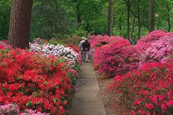 Rhododendronpark Bremen