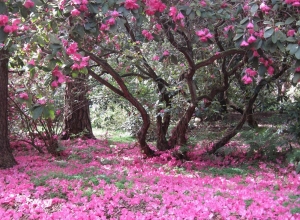 Rhododendronpark Hobbie