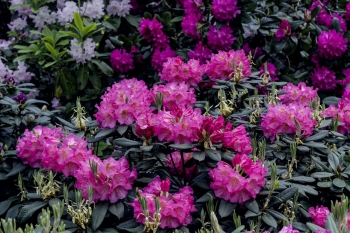Rhododendronpark Wiefelstede