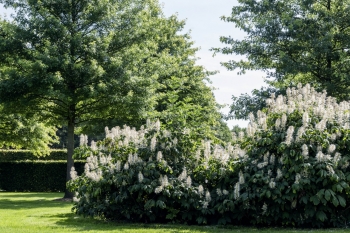 Rhododendronpark Wiefelstede