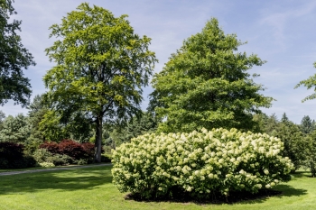 Rhododendronpark Wiefelstede