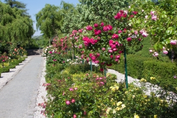 Rosarium Wilhelmshaven